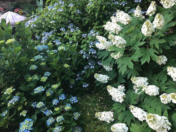 Oak-leaf Hydrangea 'Snow Queen'in the woodland edge garden with H. serrata 'Blue Bonnet' ©Michele Dorsey Walfred