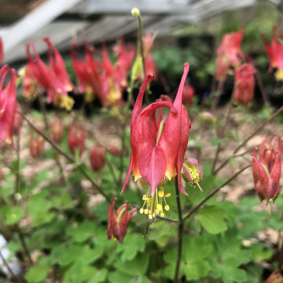 Aquilegia canadensis 'Little Lanterns - Dwarf Wild Columnine - nativar with shorter stems, early perennial for sun or half shade ©US Perennials