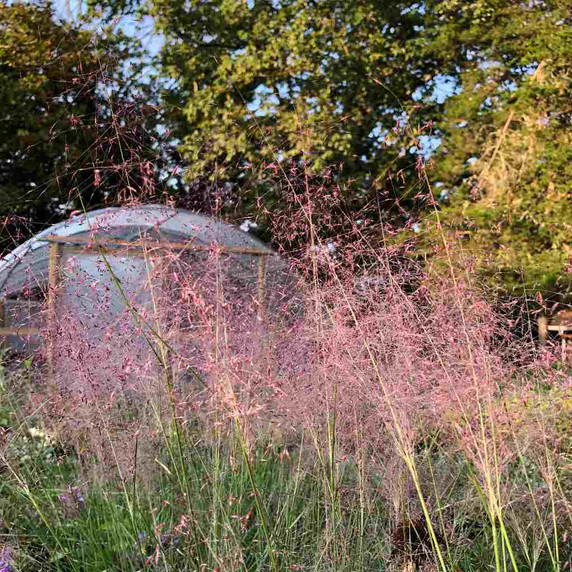 Pink Muhly Grass - Muhlenberbia capillaris - drought tolerant native grass