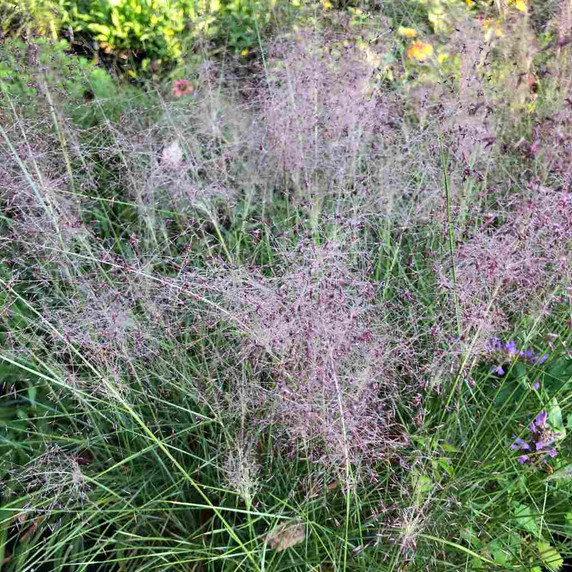 Muhlenberbia capillaris - Pink Muhly Grass -  heat, humidity, drought and black walnut tolerant plant