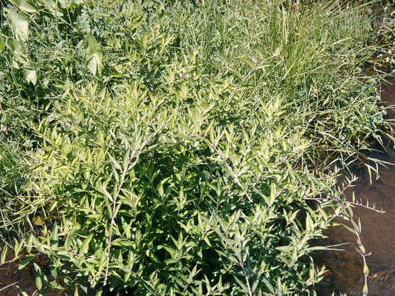 Swamp Loosestrife - Decodon verticillatus - perennial for wet soil or water margins©Forestry Images