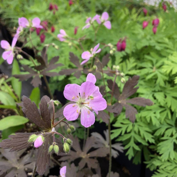 Geranium maculatum 'Espresso' - charming cultivar of native perennial