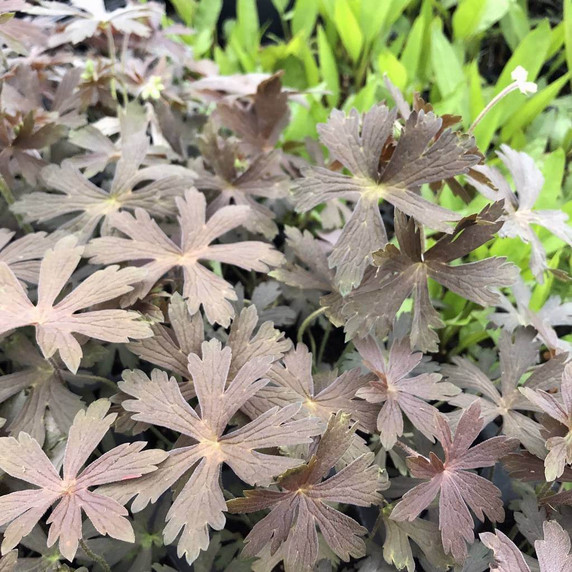 Wild Geranium 'Espresso' - Geranium maculatum 'Espresso' - ground covering perennial
