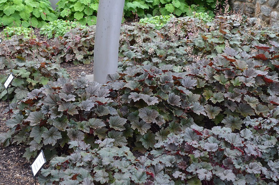 Coral bells - Heuchera 'Bronze Wave' - ground covering perennials