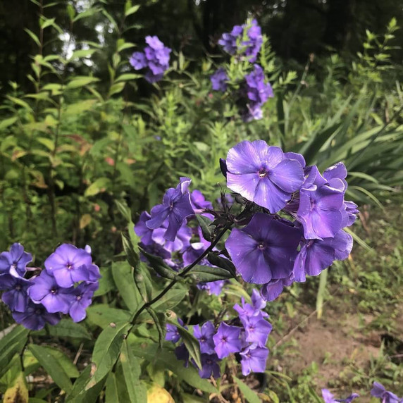 Phlox paniculata 'Blue Paradise' - blue flowering perennials