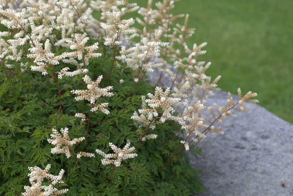 Aruncus aethusifolius - Dwarf Goat's beard - ground covering perennial from Korea, for half shade, medium moist soil, woodland gardens and edges