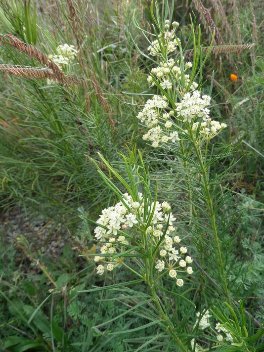 Whorled Milkweed - Asclepias verticillata - deer resistant perennial that attracts many native bees and wasps, honey bees and butterflies