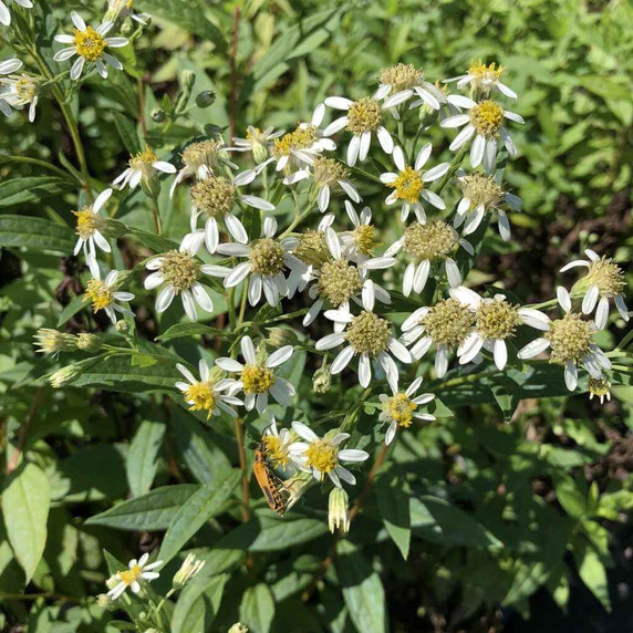 Flat top aster - Aster umbellatus (Doelingeria umbellata) - wildflower, but very good garden plant too, recommended by Mt. Cuba Research Center