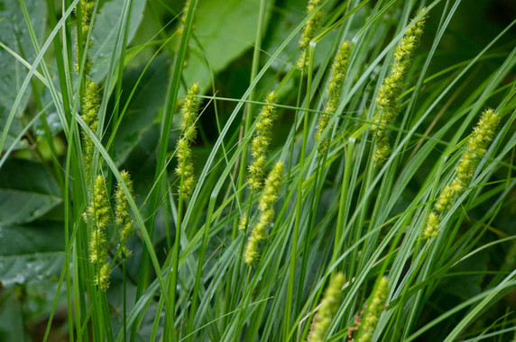 Carex vulpioidea - Fox sedge - native perennial sedge for moist soil, along the water bodies, wetland restoration or erosion control