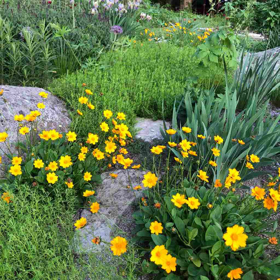 Mouse Ear Tickseed 'Nana' - starts to bloom after Creeping Phloxes in mid spring ©US Perennials nursery