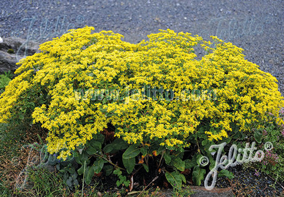 Shale Barren Buckwheat - Eriogonum allenii 'Little Rascal' - great pollinator plant for sunny garden with drained soil