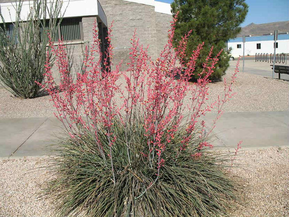Hesperaloe parviflora - Red Yucca - hardy evergreen perennial for sharp drained soil, rock gardens or big containers