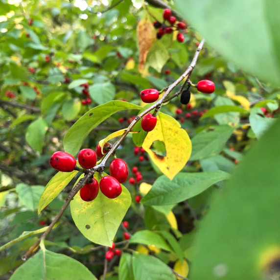 Spicebush - Lindera benzoin - shade tolerant native shrub, resistant to black walnut and deer