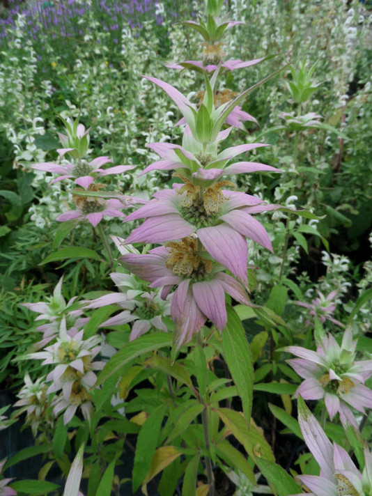 Spotted Beebalm - Monarda punctata - native wildflower and very good butterfly plant and herb