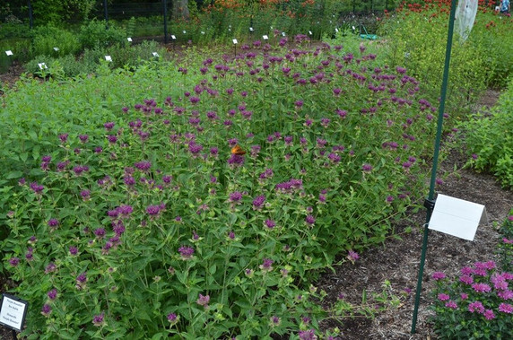 Monarda 'Purple Rooster' - Bee Balm 'Purple Rooster' -great cut flower, but isn't the best pollinator plant