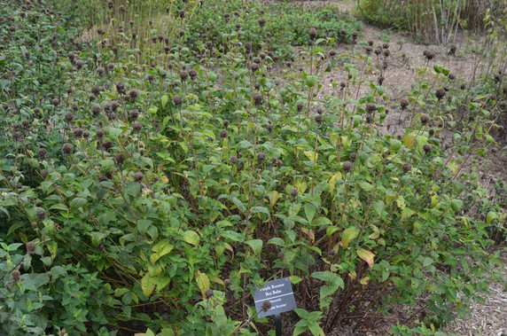 Monarda 'Purple Rooster' - Bee Balm 'Purple Rooster' - stays ornamental with it's seedheads too