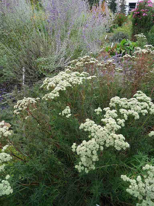 Narrow-Leaf Mountain Mint - Pycnanthemum tenuifolium -  drought and deer tolerant wildflower