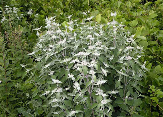 Pycnanthemum incanum - Hoary Mountain Mint - pollinator and butterfly native plant ©Doug McGrady