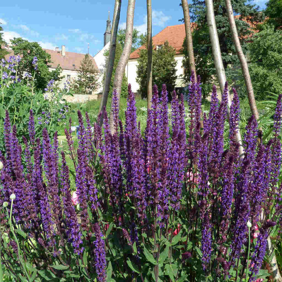 Meadow Sage 'Caradonna' - Salvia nemorosa 'Caradonna' - long flowering perennial for sunny border