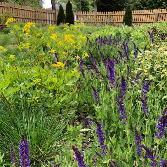 Salvia nemorosa 'Mainacht' ('May Night') - Meadow Sage 'Mainacht' - all summer flowering perennial ©US Perennials