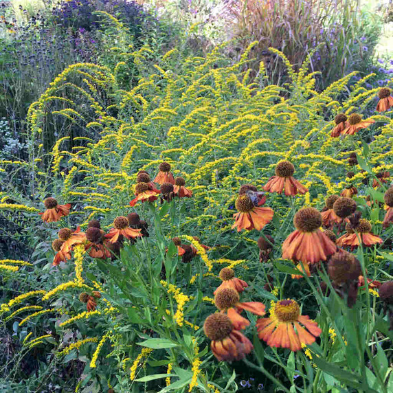 Solidago shortii 'Solar Cascade' - Short's Goldenrod 'Solar Cascade' - lower growing fall perennial with great pollinator support