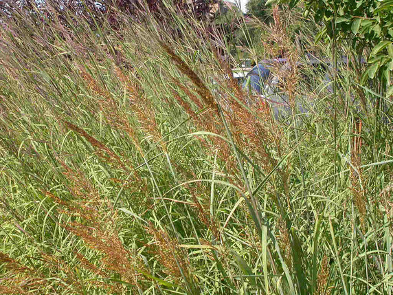 Sorghastrum nutans 'Indian Steel' - Indiangrass 'Indian Steel' -  native grass for naturalization, prairie planting or erosion control
