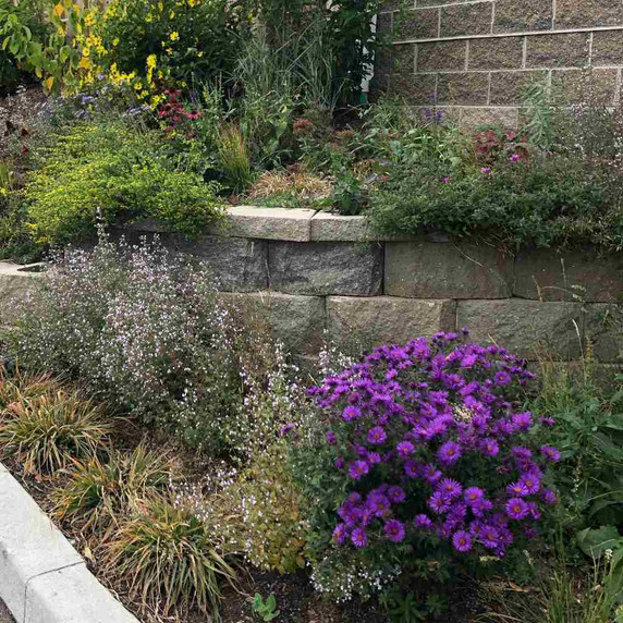 Aster novae-angliae 'Purple Dome' - great compact border perennial ©US Perennials