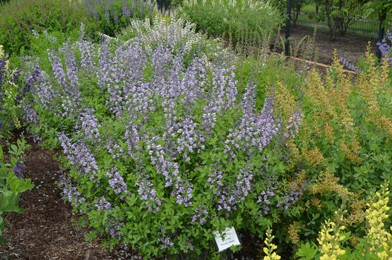Wild Indigo 'Purple Smoke' - Baptisia 'Purple Smoke' - one of the best cultivars of baptisia in Mt. Cuba trials