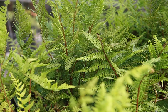 Lady Fern - Athyrium filix-femina - easy to grow native fern for shade or half shade garden