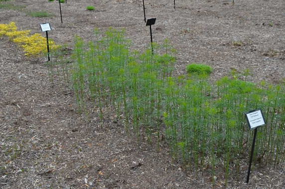 Coreopsis 'Gilded Lace' - tickseed 'Gilded Lace' -  fine leaves emerging. Copyright: Mt. Cuba
