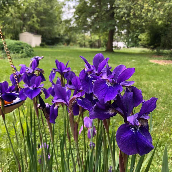 Iris sibirica 'Caesar's Brother' - rigidly upright perennial with ornamental leaves