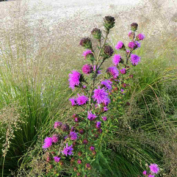 Liatris scariosa - Devil's Bite - Large Liatris - late flowering perennial essential late food source for Monarch butterflies and skippers