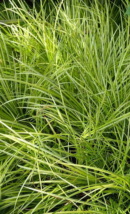 Grass-leaved Sweet Flag 'Oborozuki' - highly ornamental grass-looking perennial Grass-leaved Sweet Flag 'Oborozuki' - highly ornamental grass-looking perennial