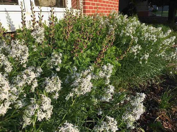 Amsonia 'Halfway to Arkansas'  - showy perennial for sunny garden