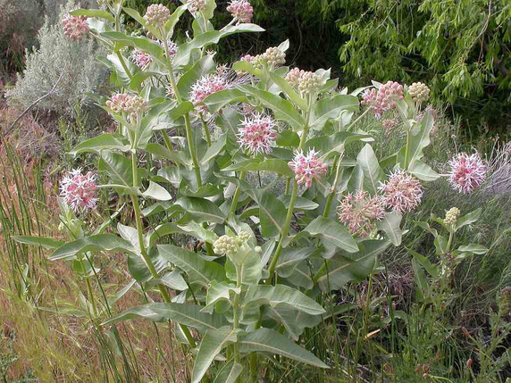Showy Milkweed - Asclepias speciosa - tough perennial that likes full sun and somewhat drier soils
