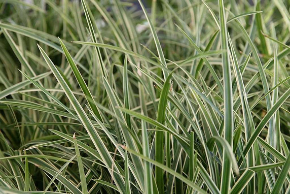 Japanese Sedge 'Ice Dance' - reliable evergreen groundcover for half shade or shade garden Japanese Sedge 'Ice Dance' - reliable evergreen groundcover for half shade or shade garden