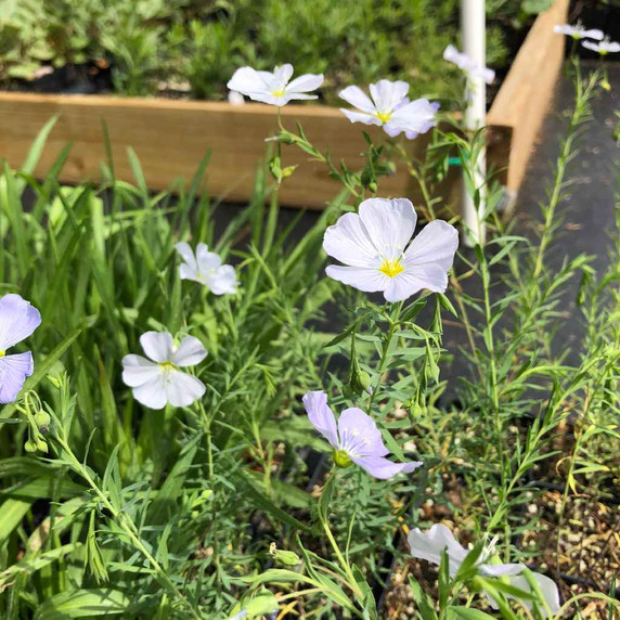 Linum lewisii - Appalachian strain - native perennial from isolated area in West Virginia with pale blue up to whitish flowers