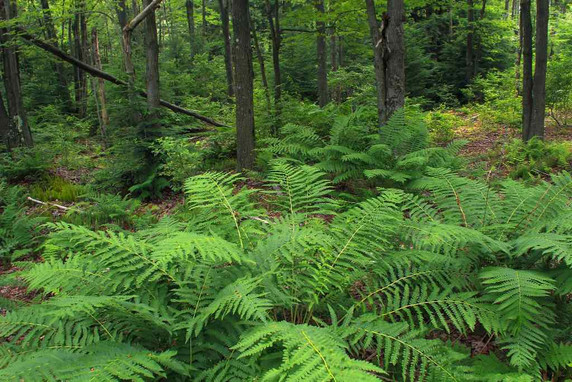 Cinnamon Fern - lovely native fern for half shade or shade garden ©Nicholas A. Tonelli
