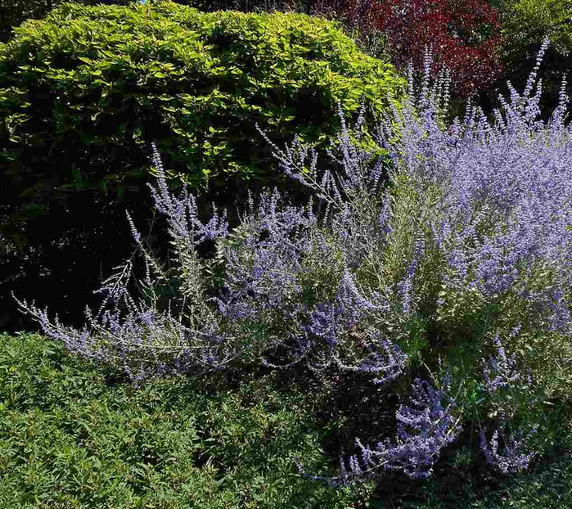 Perovskia - Russian Sage 'Little Spire' provides long term effect in sunny garden