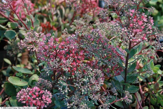 Stonecrop 'Rosy Glow' -  good filler or groundcover in dry hot garden, rock garden or trough ©David J. Stang