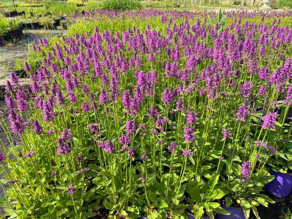 Betony - Stachys 'Summer Romance' - easy to grow and tough perennial for sunny or half shade garden ©Intrinsic Perennial Gardens