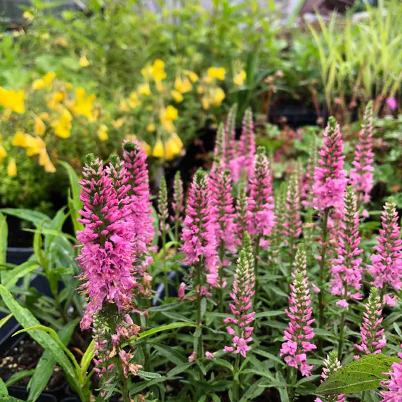Speedwell 'Gilles van Hees' - small perennial for smaller sunny bed, rock garden, trough or crevice garden