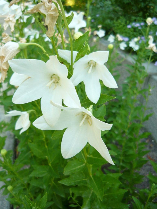 Balloon Flower 'Fuji White' - white flowering, taller cultivar for sunny perennial or mixed border ©Cillas