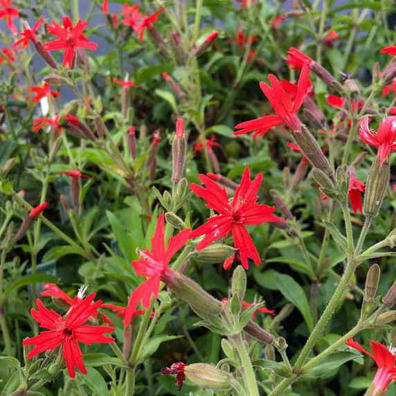 Silene virginiana - Fire Pink - short-lived perennial for garden with some shade during the day ©US Perennials nursery