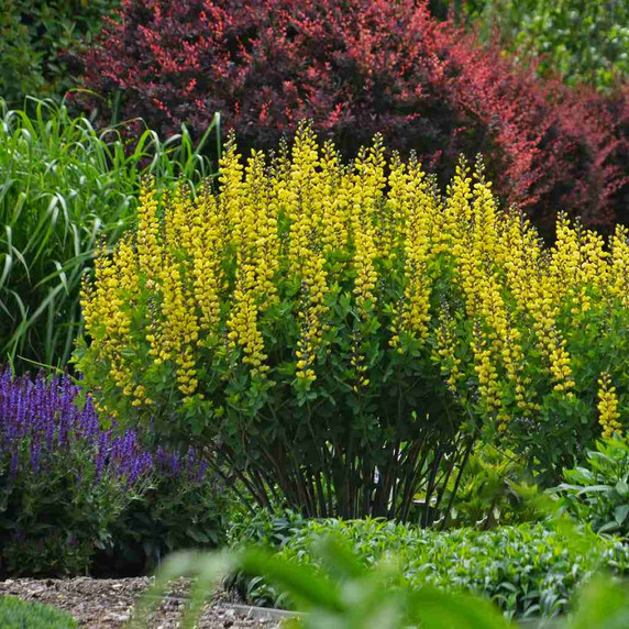 Baptisia 'Lemon Meringue' - FALSE INDIGO 'LEMON MERINGUE'