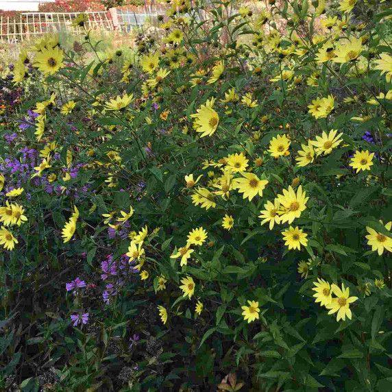 Helianthus 'Lemon Queen' - robust late summer/early fall-flowering perennial ©US Perennials nursery