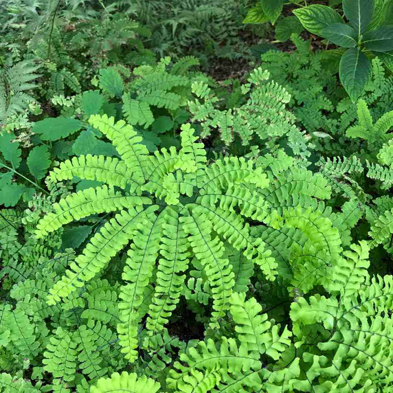 Adiantum pedatum - Northern Maidenhair Fern - detail of decorattive fronds ©US Perennials