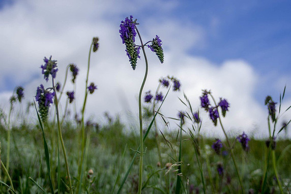Salvia nutans - unusual perennial sage with nodding flowers on very long stems ⒸNativePlanting