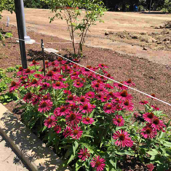 Coneflower hybrid 'Kismet Raspberry' grows into dense, nearly ground covering mounds