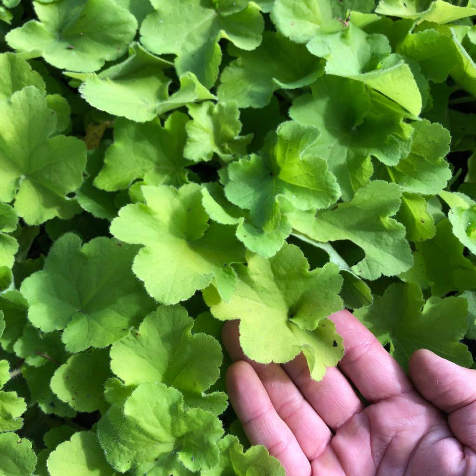 Coral Bell 'Guacamole' Heuchera 'Guacamole'